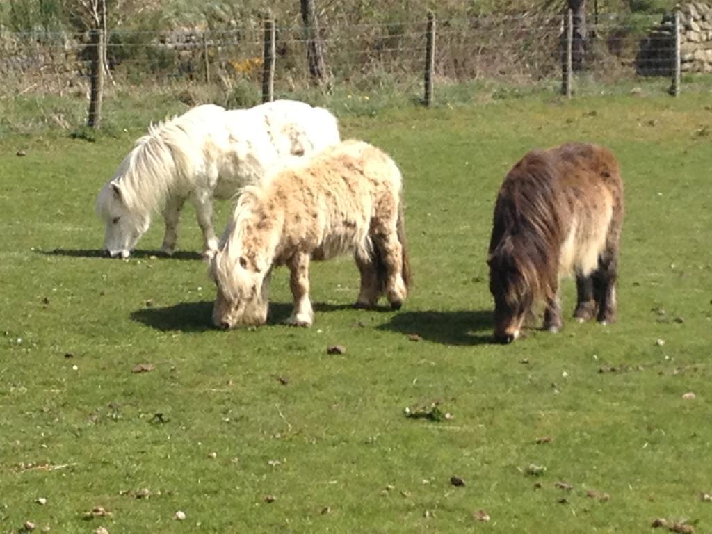 Smugglers Rock Country House Ravenscar Buitenkant foto